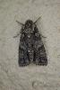 Acronicta rumicis